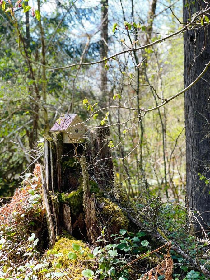 Mt Rainier Little Green Cabin On Big Creek! Ashford Eksteriør billede