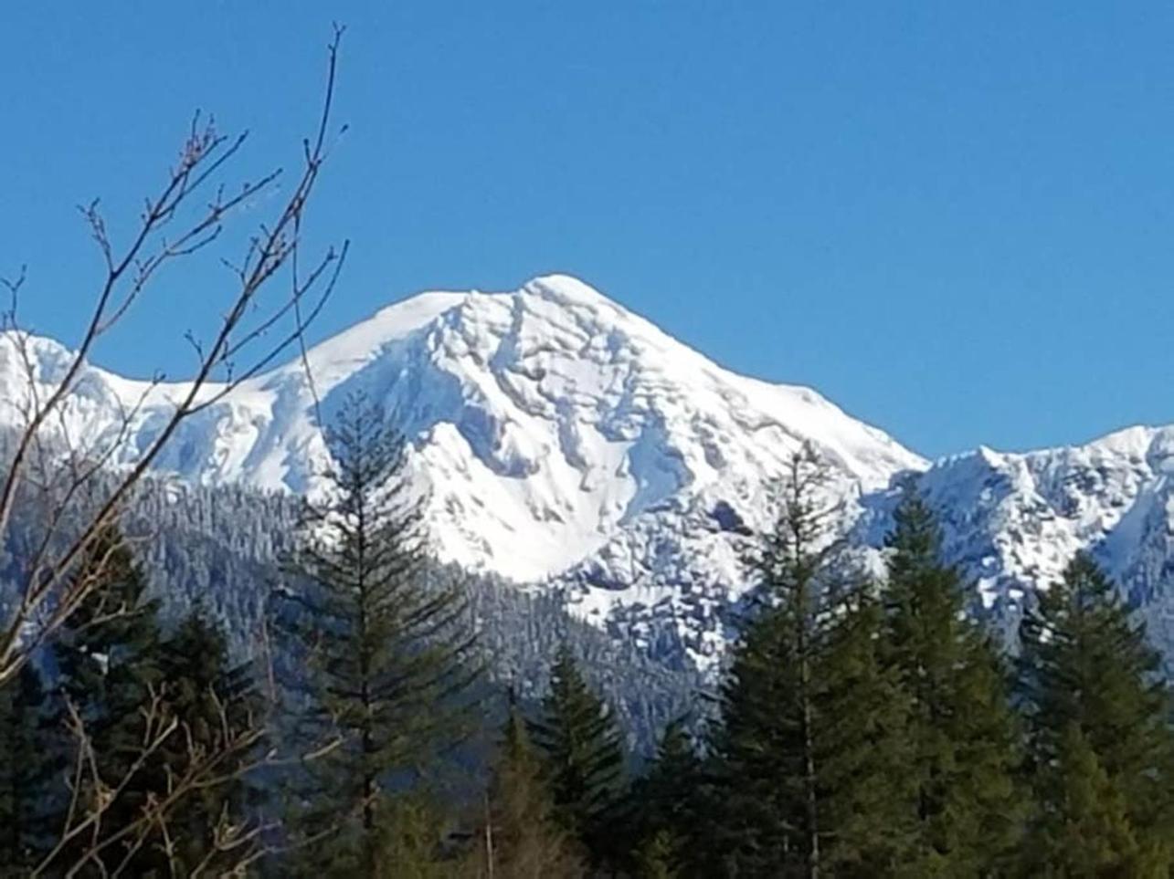 Mt Rainier Little Green Cabin On Big Creek! Ashford Eksteriør billede